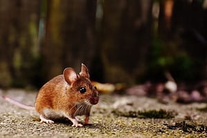 rodent