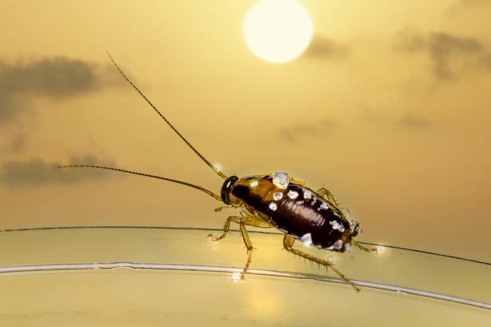 insect